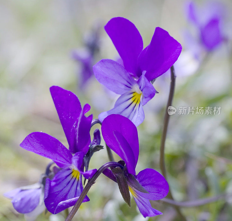 野生三色堇(Viola tricolor) (Heartsease)花